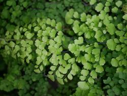 Adiantum raddianum. Mature fronds.
 Image: L.R. Perrie © Leon Perrie CC BY-NC 3.0 NZ